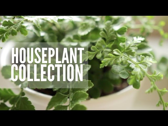 My Plant Collection | Easy & Low Maintenance Houseplants