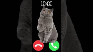 Download lagu meow 🐈 #iphone #cat #ringtone #shortvideo #kitten #shorts mp3