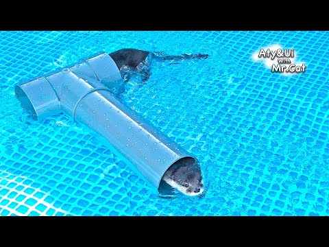 Otter Goes Crazy With Super-Sized Pool [Otter Life Day 892]