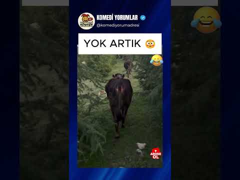 SÜRÜYÜ KURTTAN KURTARAN O KAHRAMAN 😂 #shorts #komikyorumlar