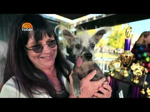 Meet the World's Ugliest Dog Named Scooter - Katy Country 93.1