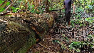 Download lagu Terlupakan selama 30 tahun.!! Kayu legenda terkuat di tanah Borneo..!!  mp3