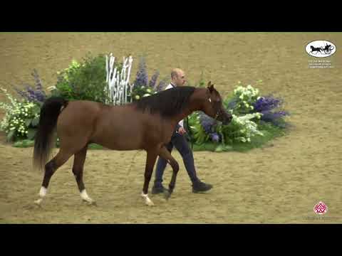 N 266 BAGHDAD AL HAZZA   Qatar National Arabian Horse Championship 2022   Colts 2 Years Old Class 7