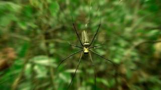 LAWACHARA RAIN FOREST SRIMANGAL SYLHET