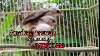 Download lagu Suara Anakan Trucukan buat Pancingan burung Trucukan jantan mp3