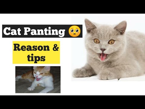 Cat Panting: Why It Happens and What to Do About It | Persian Cat Panting |Cat panting like a dog