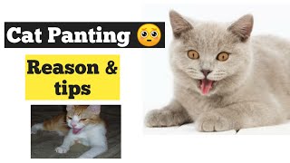 Cat Panting: Why It Happens and What to Do About It | Persian Cat Panting |Cat panting like a dog