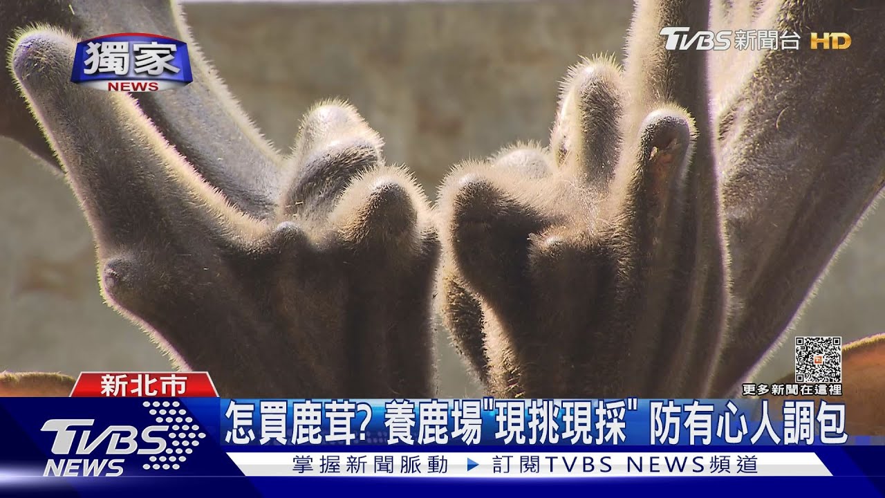 怎買鹿茸有保障?養鹿場「現挑現採」 防有心人調包