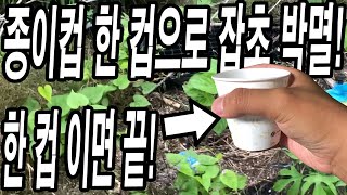 들깨밭 콩밭에 잡초! 종이컵 한 컵이면 박멸! 확실한 결과까지!