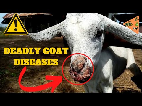 , title : 'This GOAT DISEASES are VERY DEADLY & Here is How to TREAT THEM.'