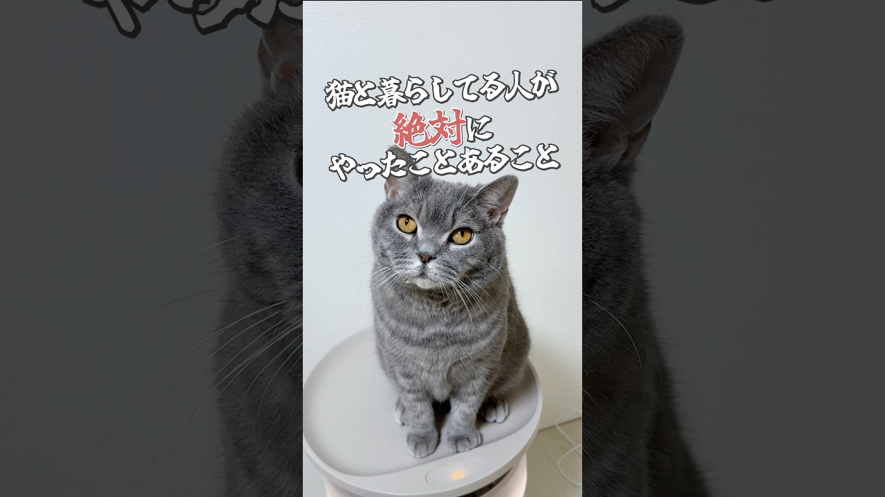 提供：Dreame Technology Japan株式会社#pr #空気清浄機 #ペット用空気清浄機 #Dreame