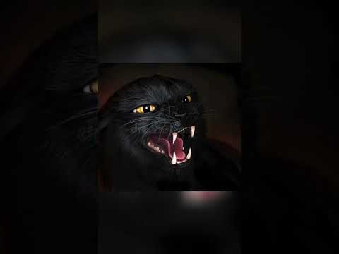 Qué significa cuando un gato llora en tu casa? #gatos #animals