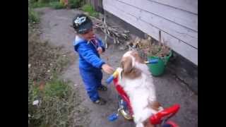 preview picture of video 'Собака пекинес на велосипеде'