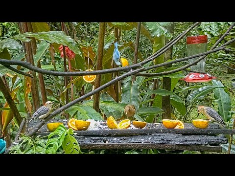 An Abundance Of Diversity: Oropendolas, Wood-Rails, Tanagers, Woodpeckers, Thrushes & Honeycreepers