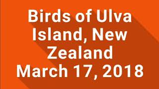 preview picture of video 'Birds of Ulva Island, New Zealand March 17, 2018'