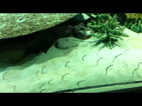 会計学科 ユーチューブyoutube.comが名古屋港水族館になった！感動のイルカや魚たち！税理士木村勝則の独り言！経営革新等支援機関近畿財務経済産業局認定木村勝則税理士事務所滋賀県高島市安曇川町