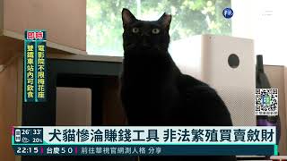 [問卦] 如果是台灣貓被騙去柬埔寨？