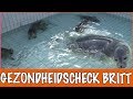 ZEEHOND GERED: IS BRITT GEZOND GENOEG??  | DierenpraatTV