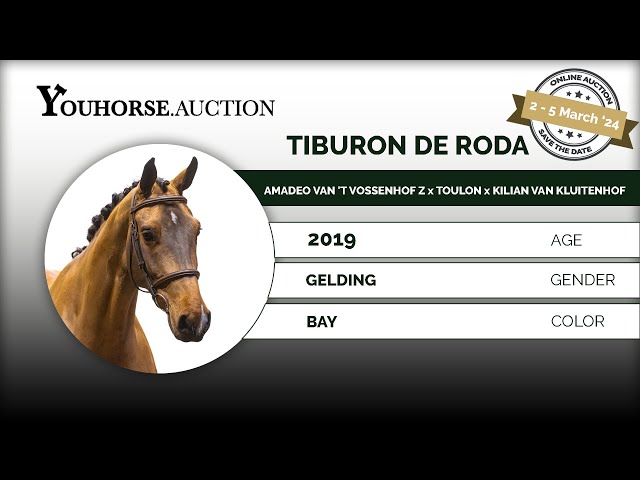 Tiburon de Roda