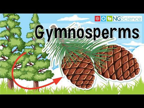 Gymnosperms