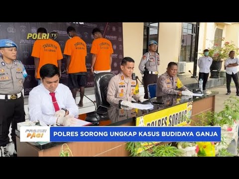 POLRES SORONG UNGKAP KASUS BUDIDAYA GANJA