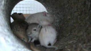 Familie Maus in der Kuschelröhre