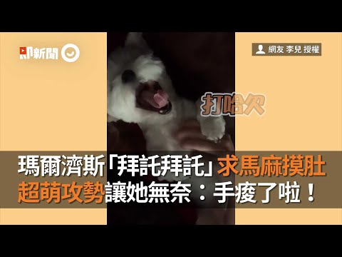 台中瑪爾濟斯犬「拜託招數」求狗媽摸肚肚！她無奈：手痠了啦｜寵物｜狗狗