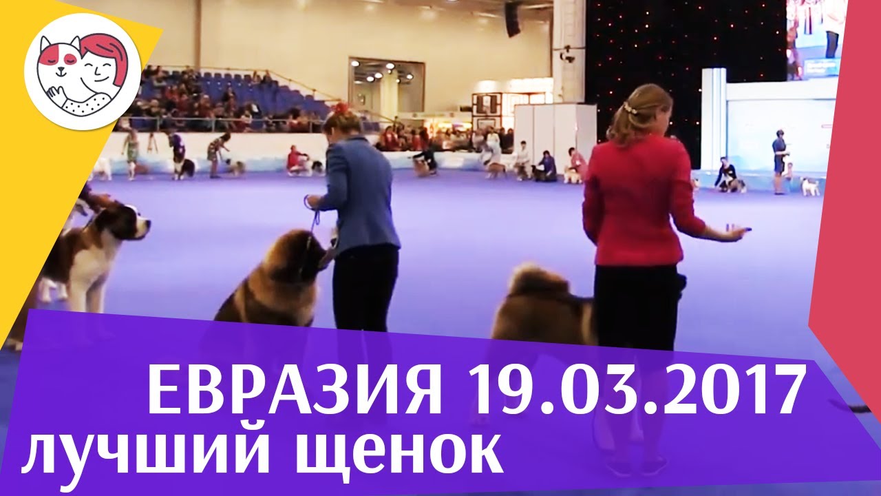 Best in show Лучший щенок 19 03 17 на Евразии ilikepet