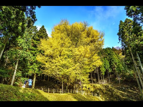 【奈義町:菩提寺】推定樹齢900年 大イチョウ/岡山県