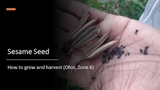 Sesame Seed: How to grow and harvest (Ohio, Zone 6)