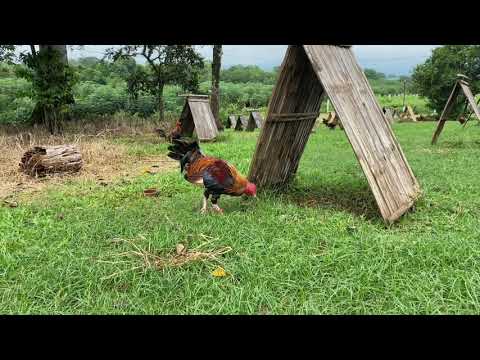 John bishop kelso / fjm farm bukidnon