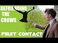 Befriending the Crows - Part 1: First Contact