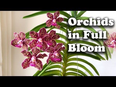 Orchids in Full Bloom in June