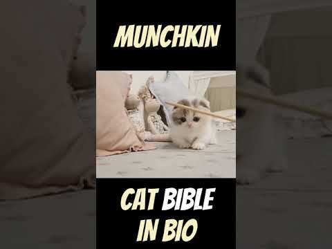 This munchkin is so smart  😍😘 | Cat Bible