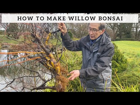 How To Make Willow Bonsai