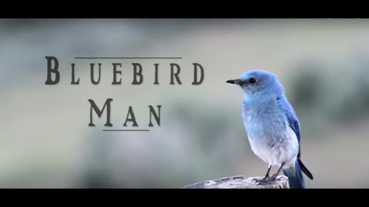 Bluebird Man