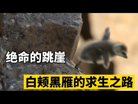 鳥學飛