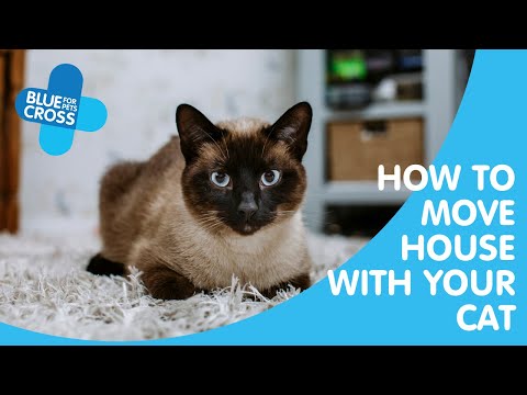 How To Move House With Your Cat | Blue Cross Pet Advice