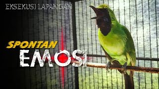 Download lagu 🔴EKSEKUSI LAPANGAN‼️CUCAK IJO GACOR JAMTROK SPONTAN BIKIN EMOSI mp3 Download lagu 🔴EKSEKUSI LAPANGAN‼️CUCAK IJO GACOR JAMTROK SPONTAN BIKIN EMOSI mp3