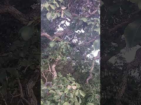 Pequi de Jacaraci-BA.