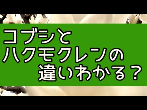 キュウリモクレン 植物