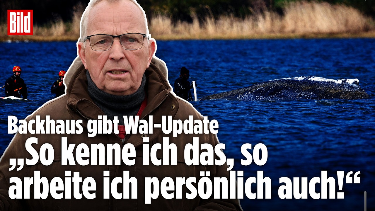 Walrettung in der Ostsee: „Wir arbeiten entbürokratisiert und sehr schnell!“ Backhaus zum Buckelwal