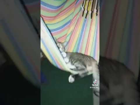 Śmieszne: Bądź jak kot, zrelaksuj się