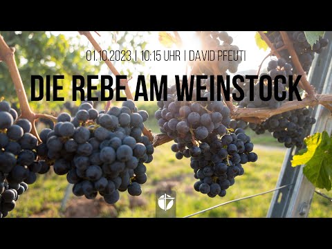 Die Rebe am Weinstock | 01.10.2023 | David Pfeuti