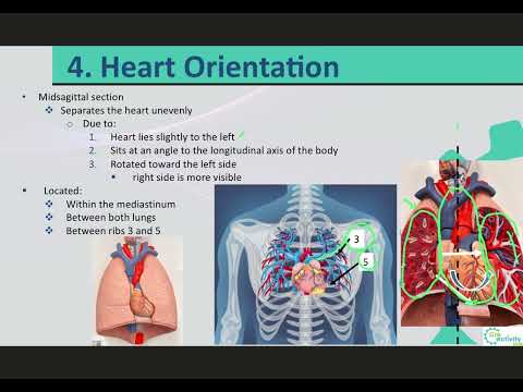 3. A & P II LO4 Heart Orientation