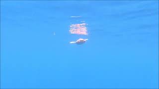 ischia-tornano-in-liberta-4-tartarughe-caretta-caretta