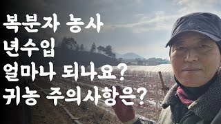 복분자 농사 
