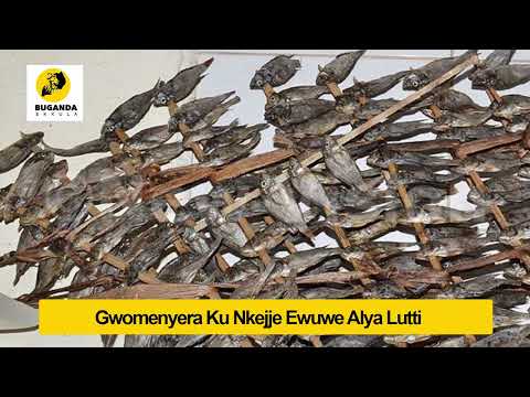 Gwomenyera Ku Nkejje Ewuwe Alya Lutti - Engero N'amakulu - Buganda Ekkula