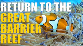We RETURN To Scuba Dive The GREAT BARRIER REEF! 🇦🇺