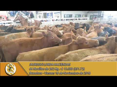 16-11-18 Venta de Machos - Jauregui Lorda Haciendas - Brandsen